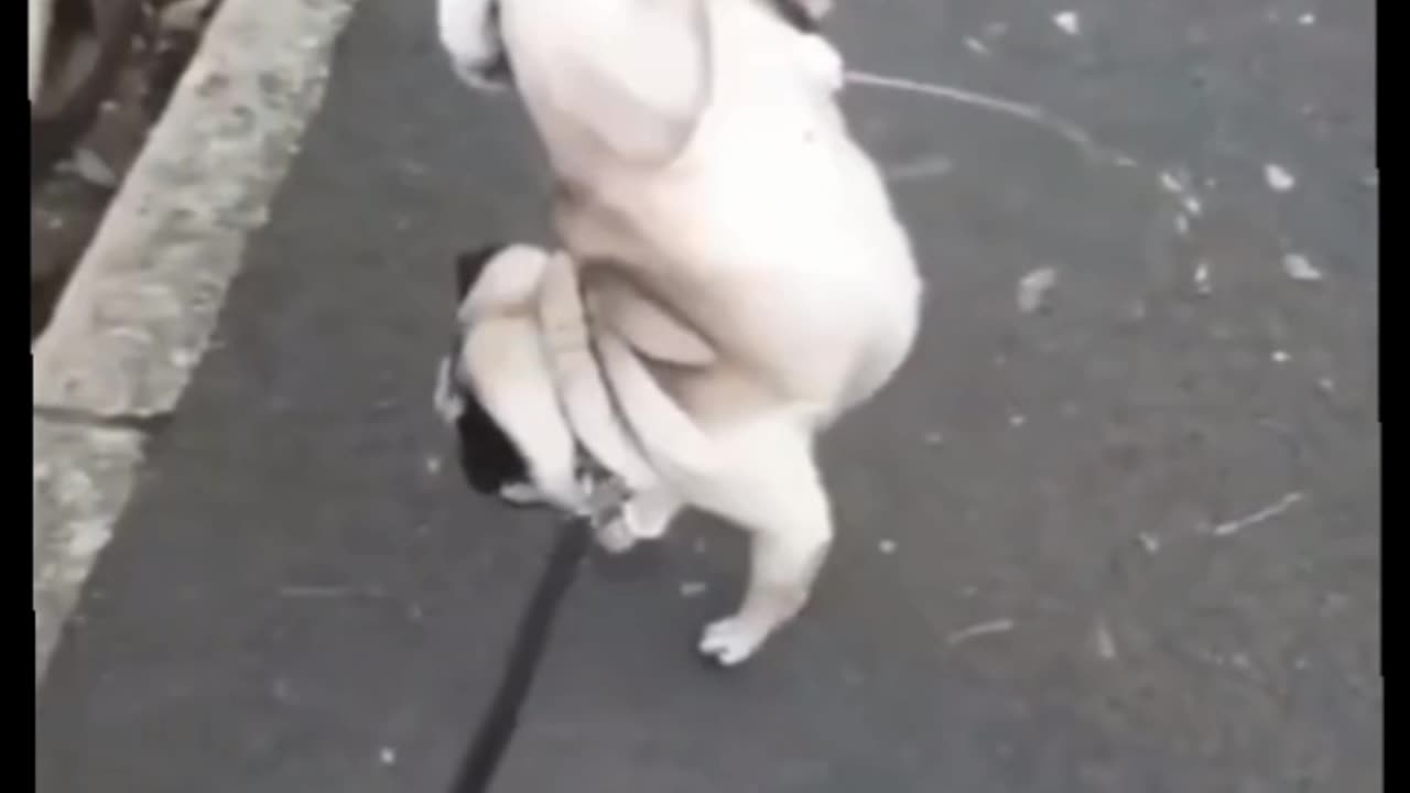 Dogs funny video