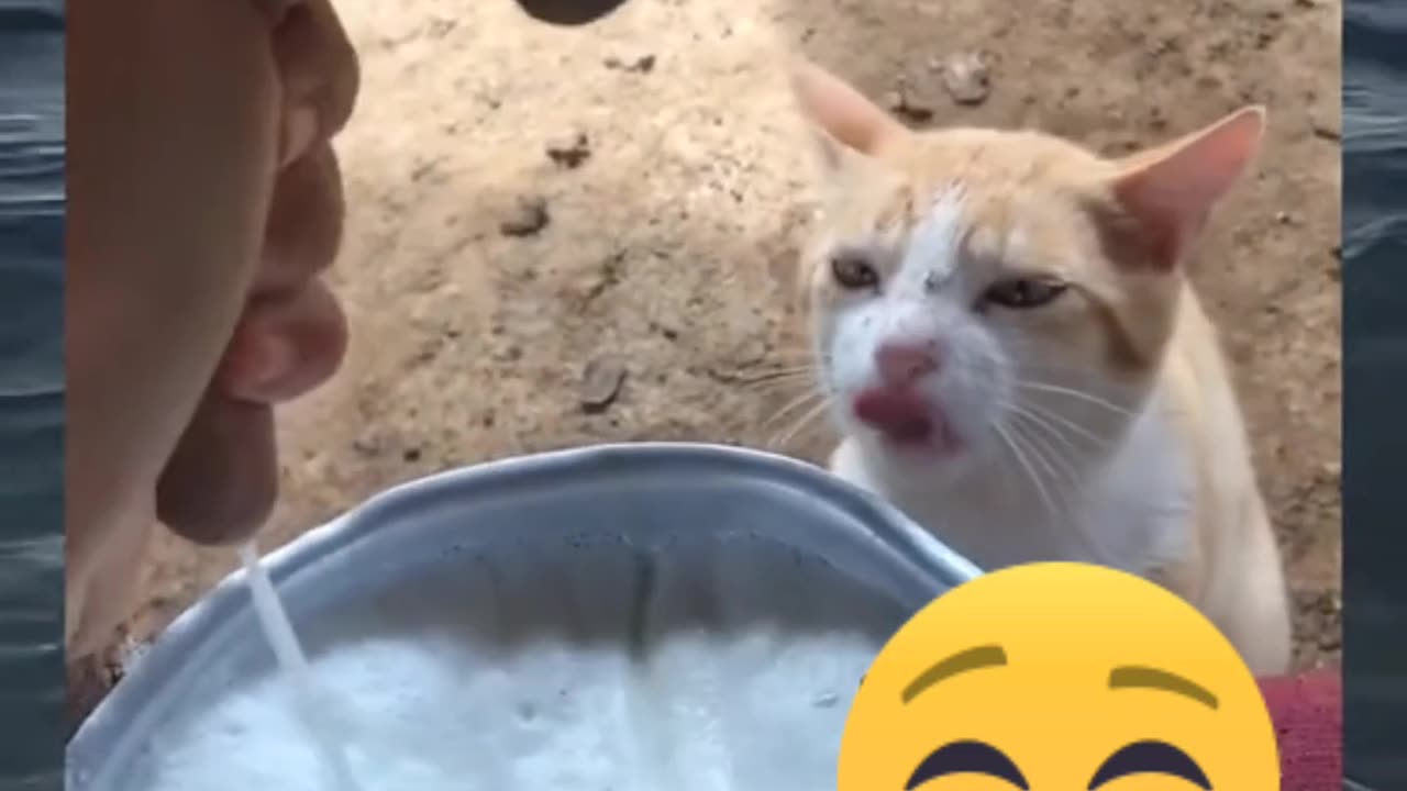 Cat is drinking milk||funny video||amazing video