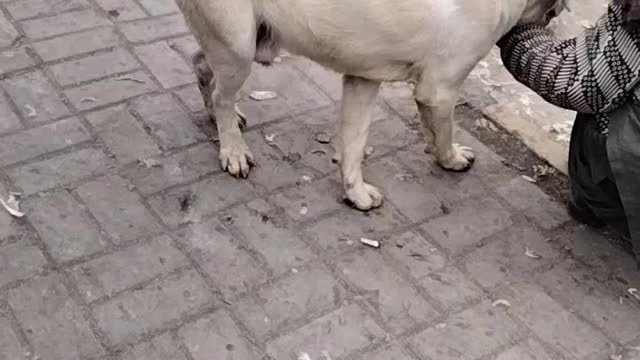 Dog Video Clips By Kingdom Of Awais