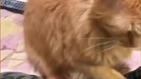 Funniest Cat And Dogs 😂 Funny Animal Videos 2022