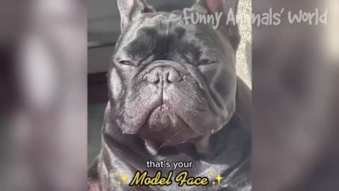 FUNNY DOG VIDEOS