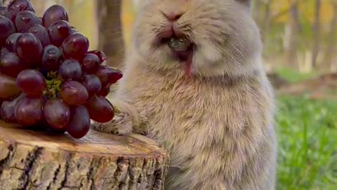 Rabbit 🐰 enjoy Grapes 🍇🍇 in garden