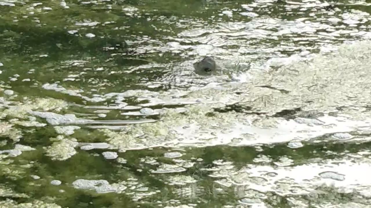 Gator really likes frog lure