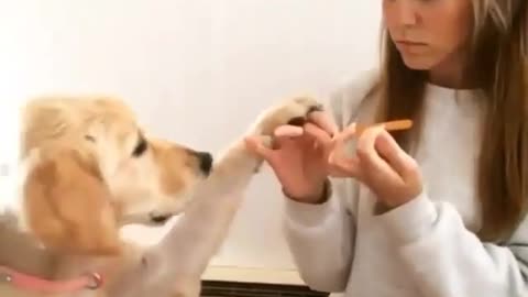 Doggy manicure