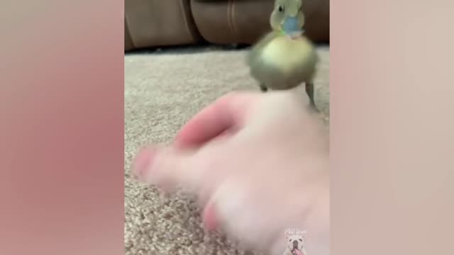 Ducks 🦆🦆🦆🦆 Funny Moments that laughter can't be stopped