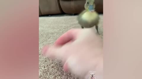 Ducks 🦆🦆🦆🦆 Funny Moments that laughter can't be stopped