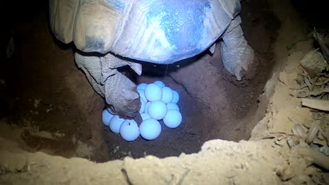Tortoise Laying Eggs-20