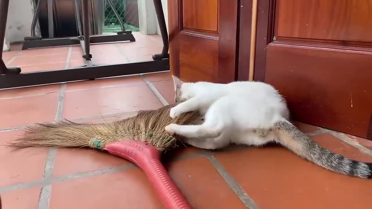 cute baby cat 🐈😺 video in made in USA #rumble