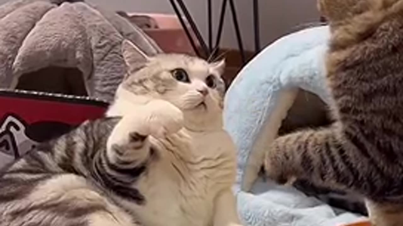 Funny cats