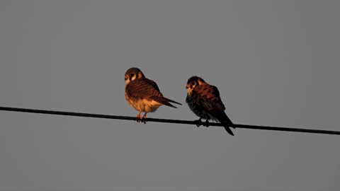 Nesting Season Begins for This Pair of American Kestrels