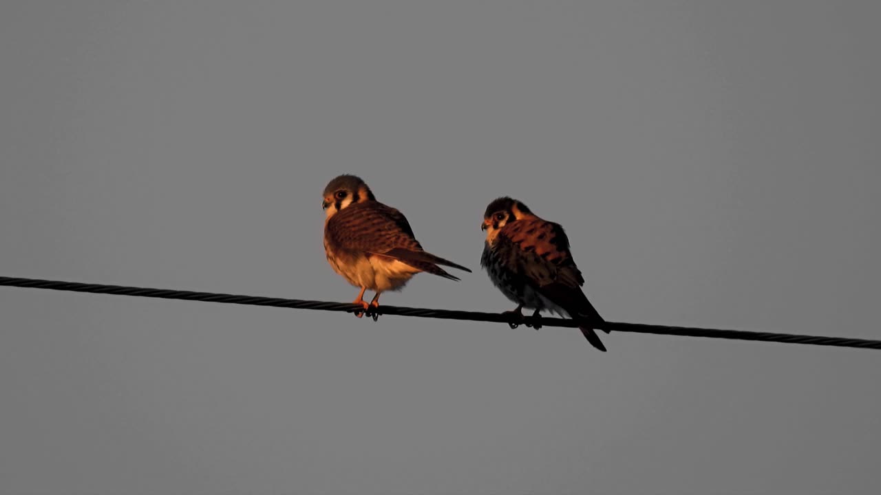 Nesting Season Begins for This Pair of American Kestrels