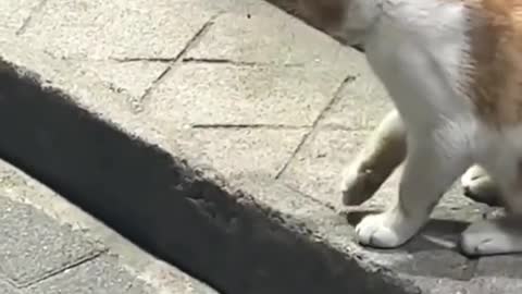 #fyp #funny #catsoftiktok #cat