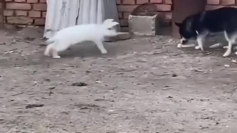 Funny Animals!