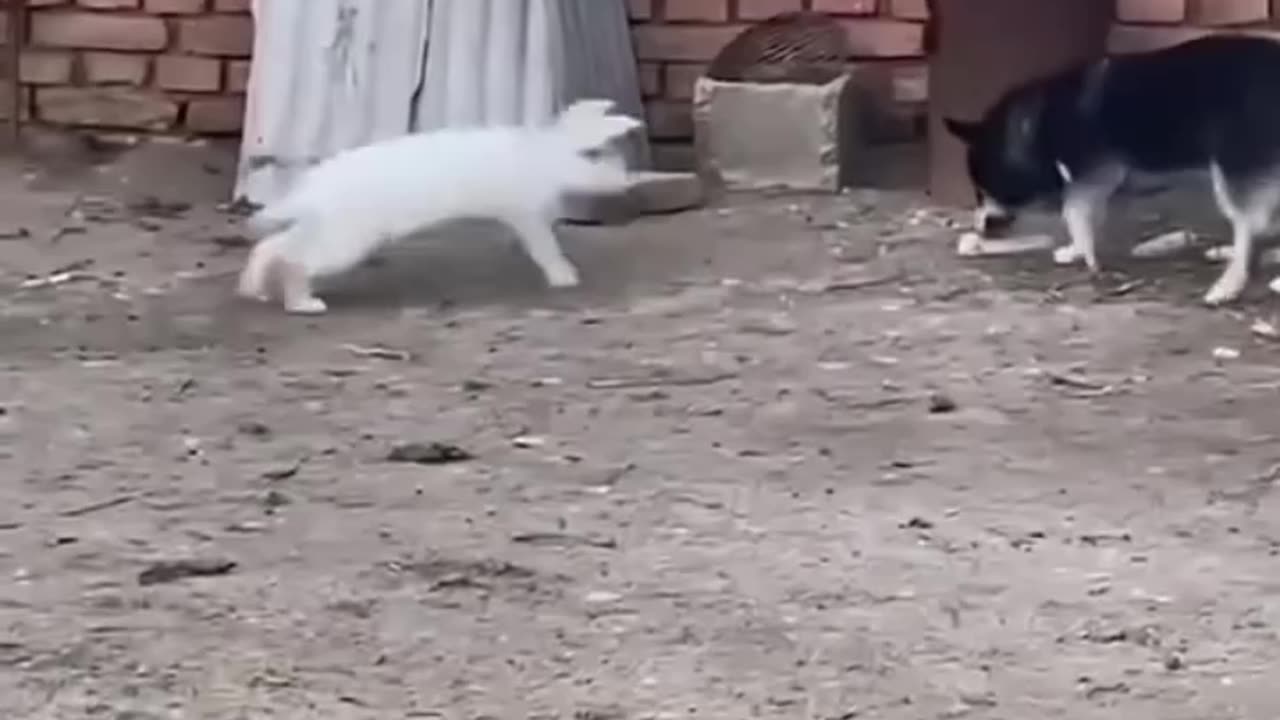 Funny Animals!