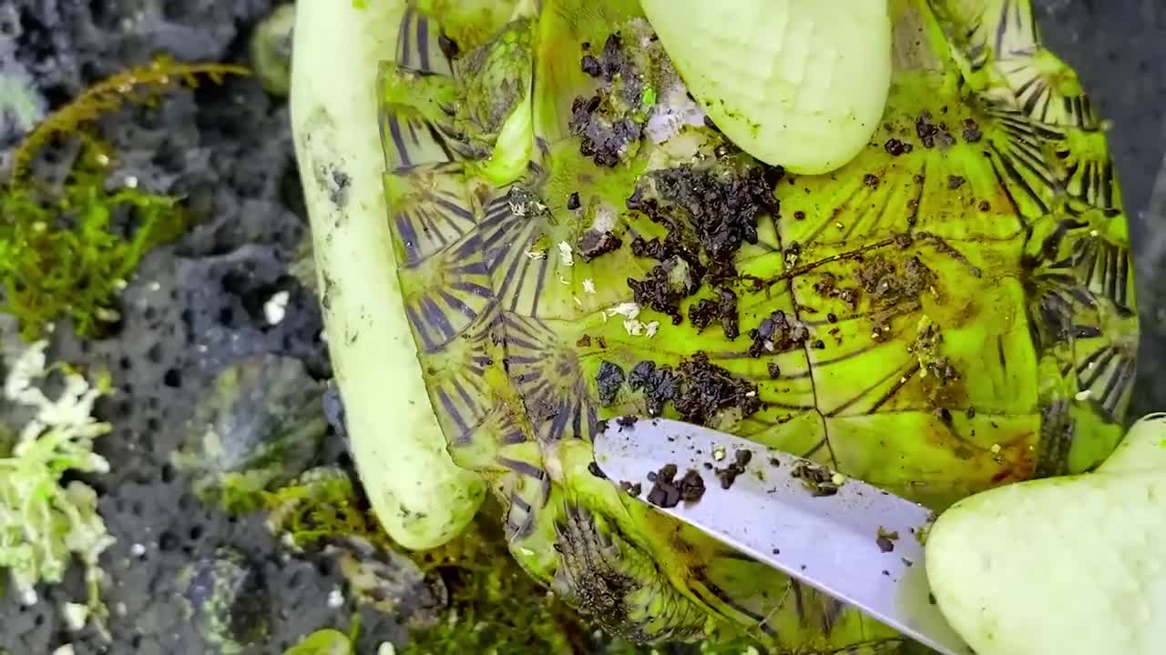 Sea turtle become kings of prey after removing millions of sea creatures and barnacles on shell