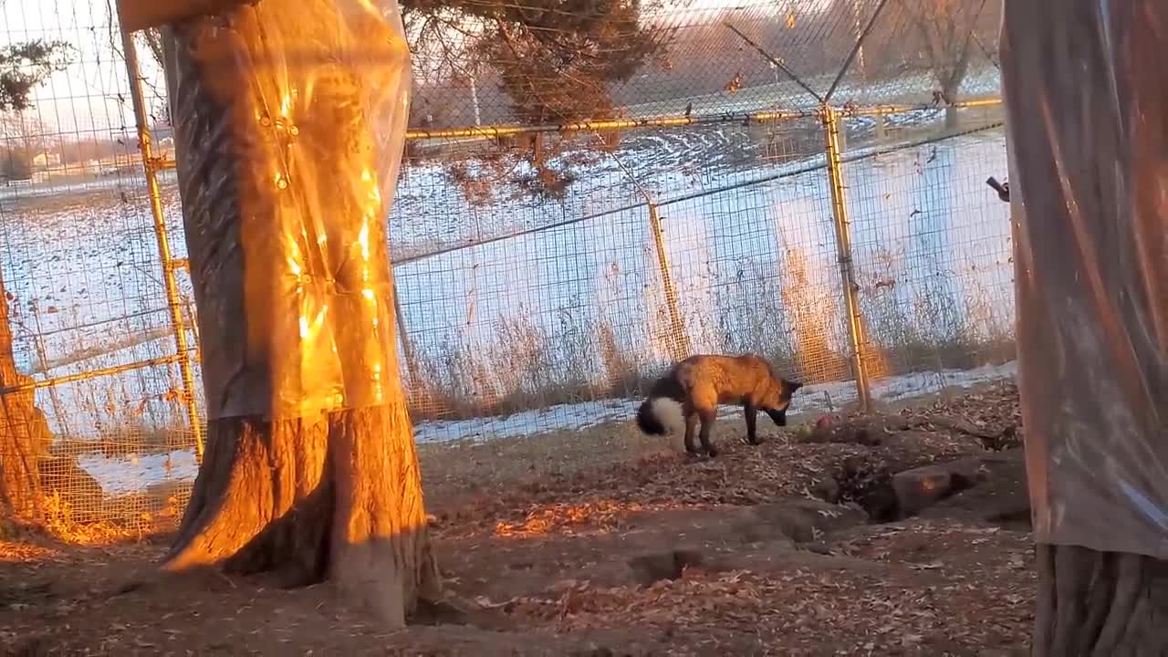 Cerby Fox with three legs pounces HIGH on a ball