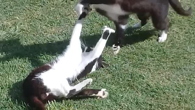 los hermanos pantera y juniors se pelean por la gata