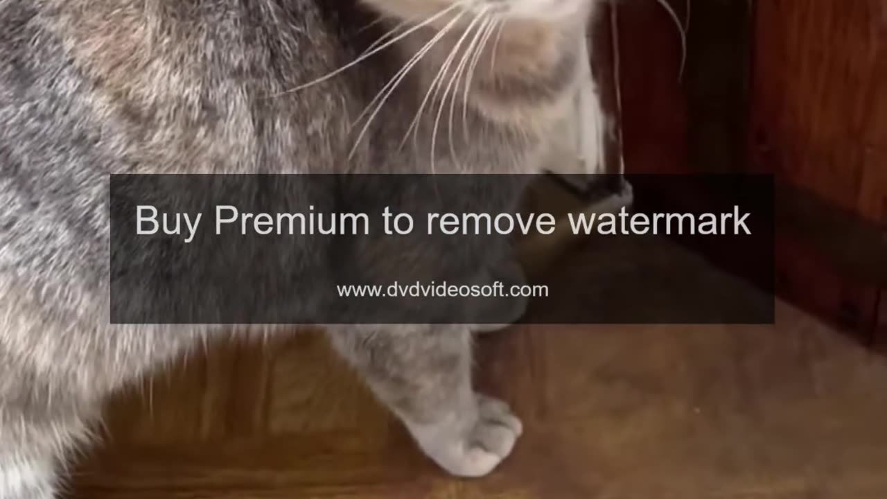 Funny Video