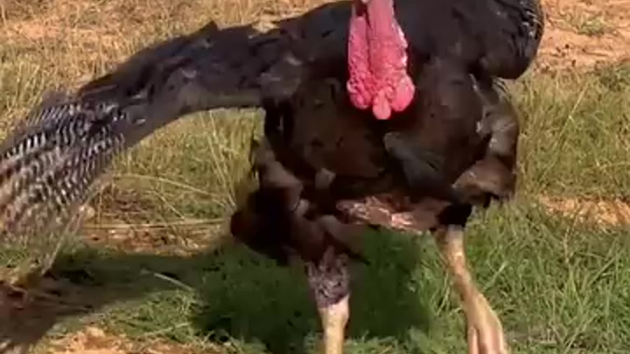 Turkeys come running for special snack