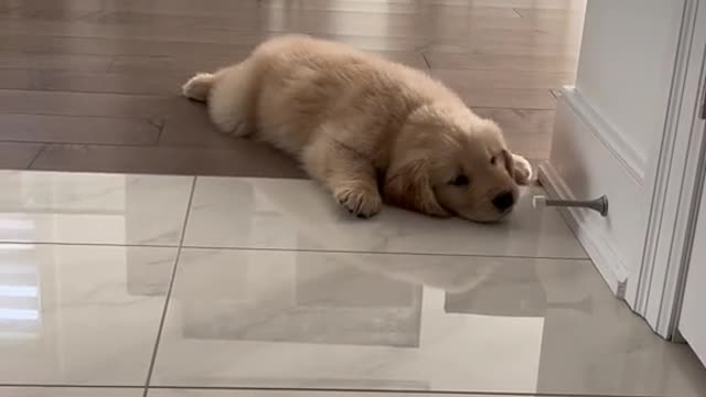 discovering my bark… and my fear of door stoppers