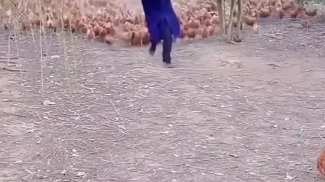 TRY NOT TO LAUGH .. Crazy chicken is amazing and funny.. ANIMALS funniest