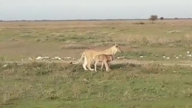 Baby wildebeest walks side by side with lion in Serengeti