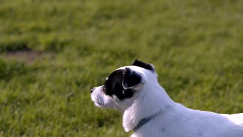 Beautiful pet dog video 😍