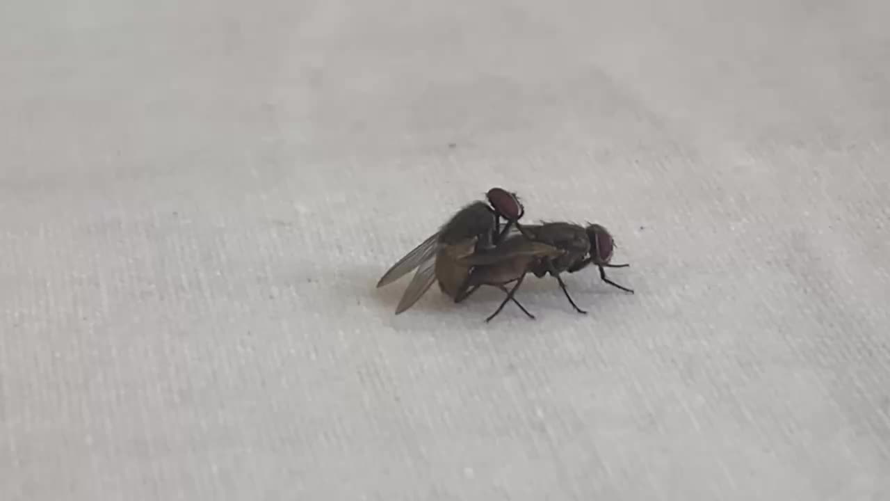 "Nature's Dance: The Fascinating World of Fly Mating Behaviors"| مکھیوں کے جڑواں عملات کی دلچسپ دنیا