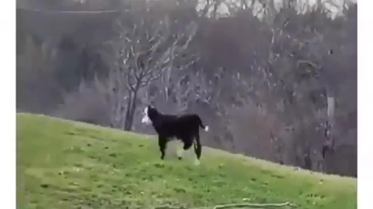 funny cow