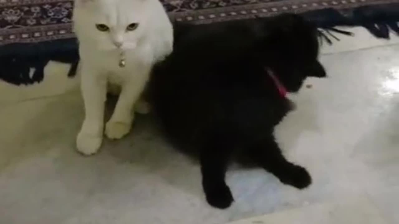 My kitty oscar loving fighting with each other naughty cats love