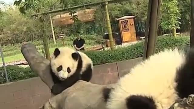 Happy giant pandas
