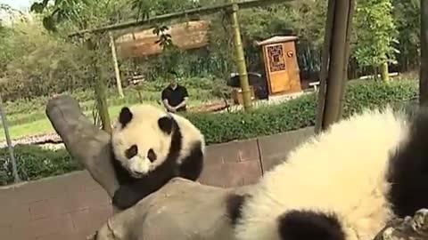 Happy giant pandas