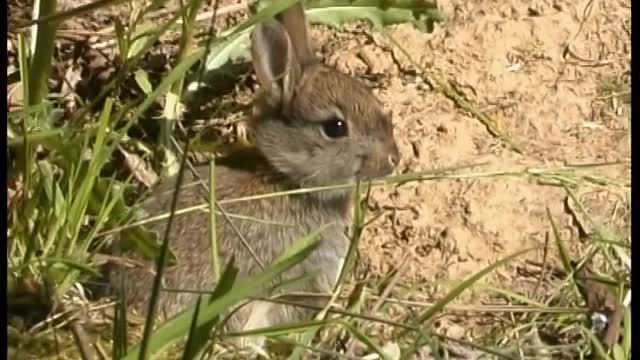 Hase und Kanin - hare and rabbit