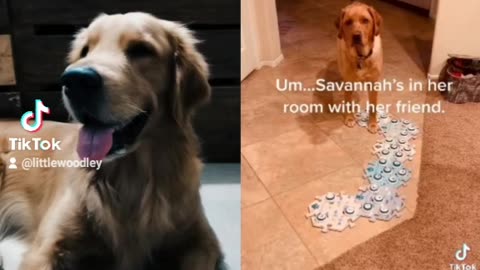 Golden Retriever's Reaction Video to a smart dog