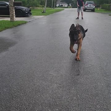 Dog Training in Any and All Conditions