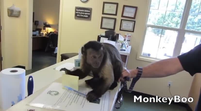 This monkey doesn't like writing