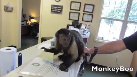 This monkey doesn't like writing