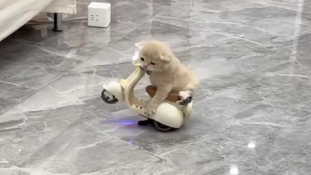 Cute baby cat riding scooter