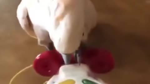 THE COCKATOO FUNNY VIDEO