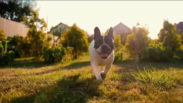 dogs popular science knowledge of pet dogs can remember