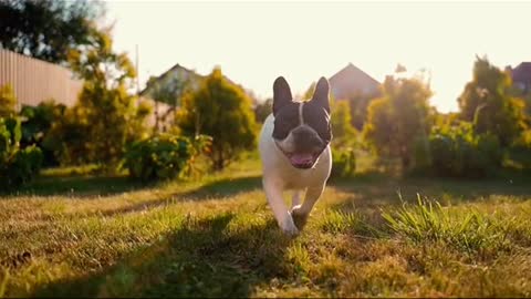 dogs popular science knowledge of pet dogs can remember