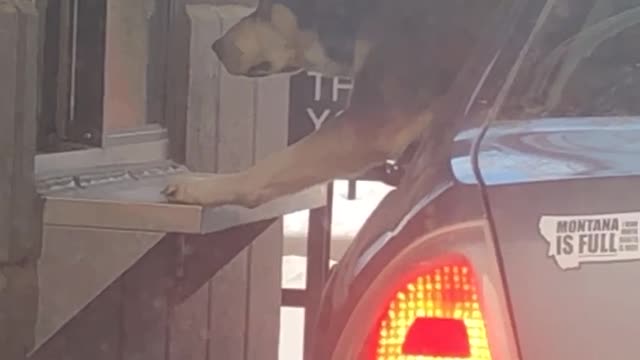 Dog Eats Pupcup Directly From Baristas Hand