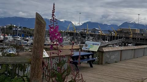 Fireweed is finally up and beautiful in Homer, the CCP is still attacking.8/8/23