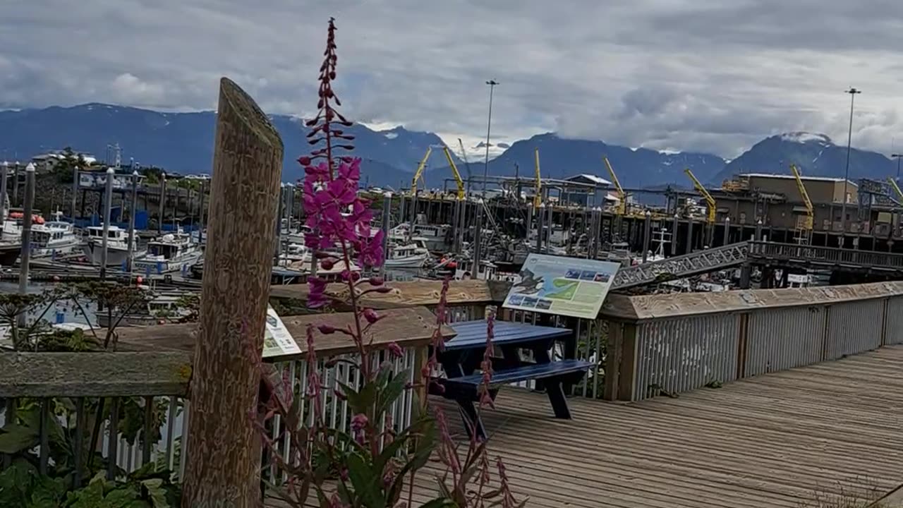 Fireweed is finally up and beautiful in Homer, the CCP is still attacking.8/8/23