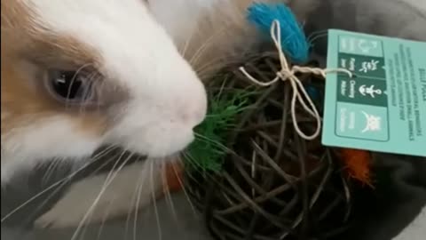 cutest bunny is playing#trending #new rabbits status# man mast magan ??
