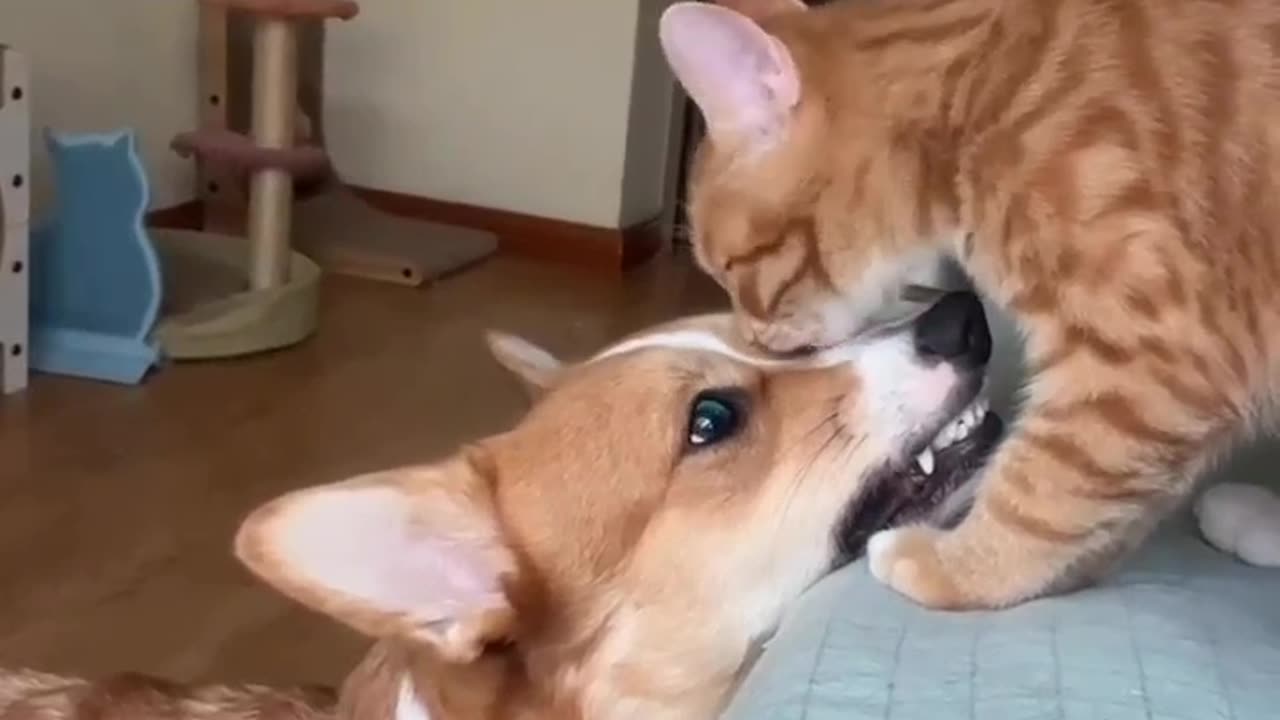 The cat lovingly licks the dog's mouth...🫶🥰