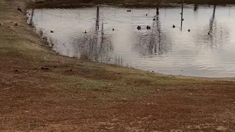 Ducks on water