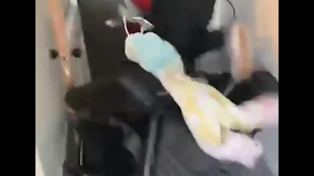 Crazy and Funny Videos!