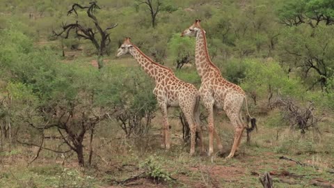 Captivating Habits of Male Giraffe