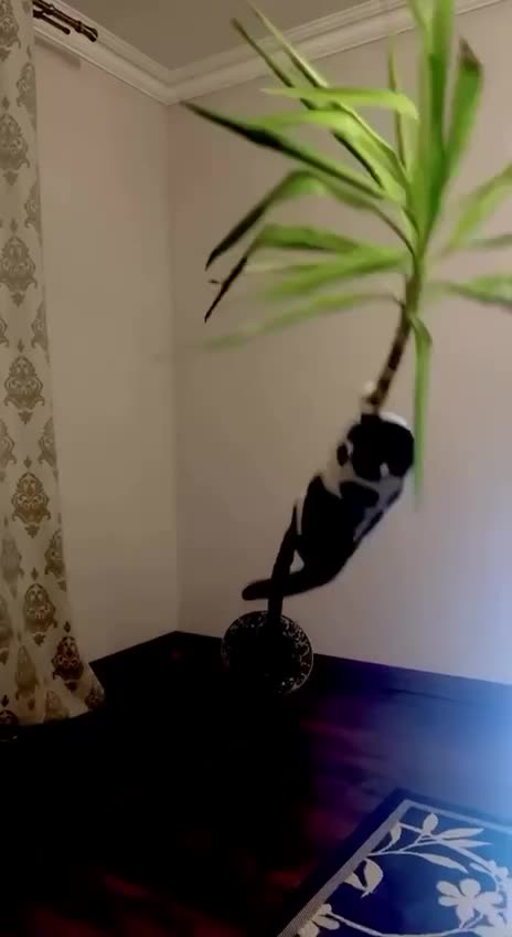 Standard cat getting into trouble behaviour 😂